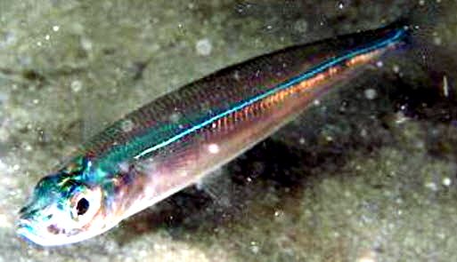 Atherina boyeri_005.jpg